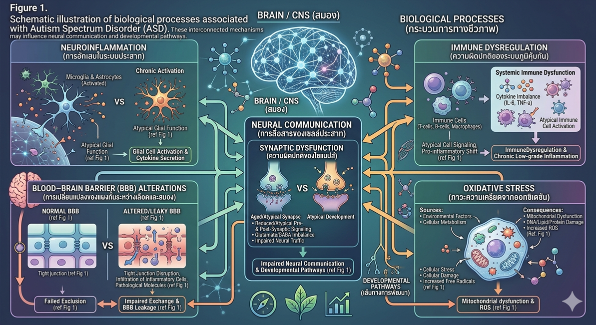 Figure 1: Schematics of biological processes in which autism spectrum disorder is involved which include neuroinflammation, immune dysregulation, oxidative stress, synaptic dysfunction, and blood  brain barrier changes. These interrelated systems play a role in neural communication and development.