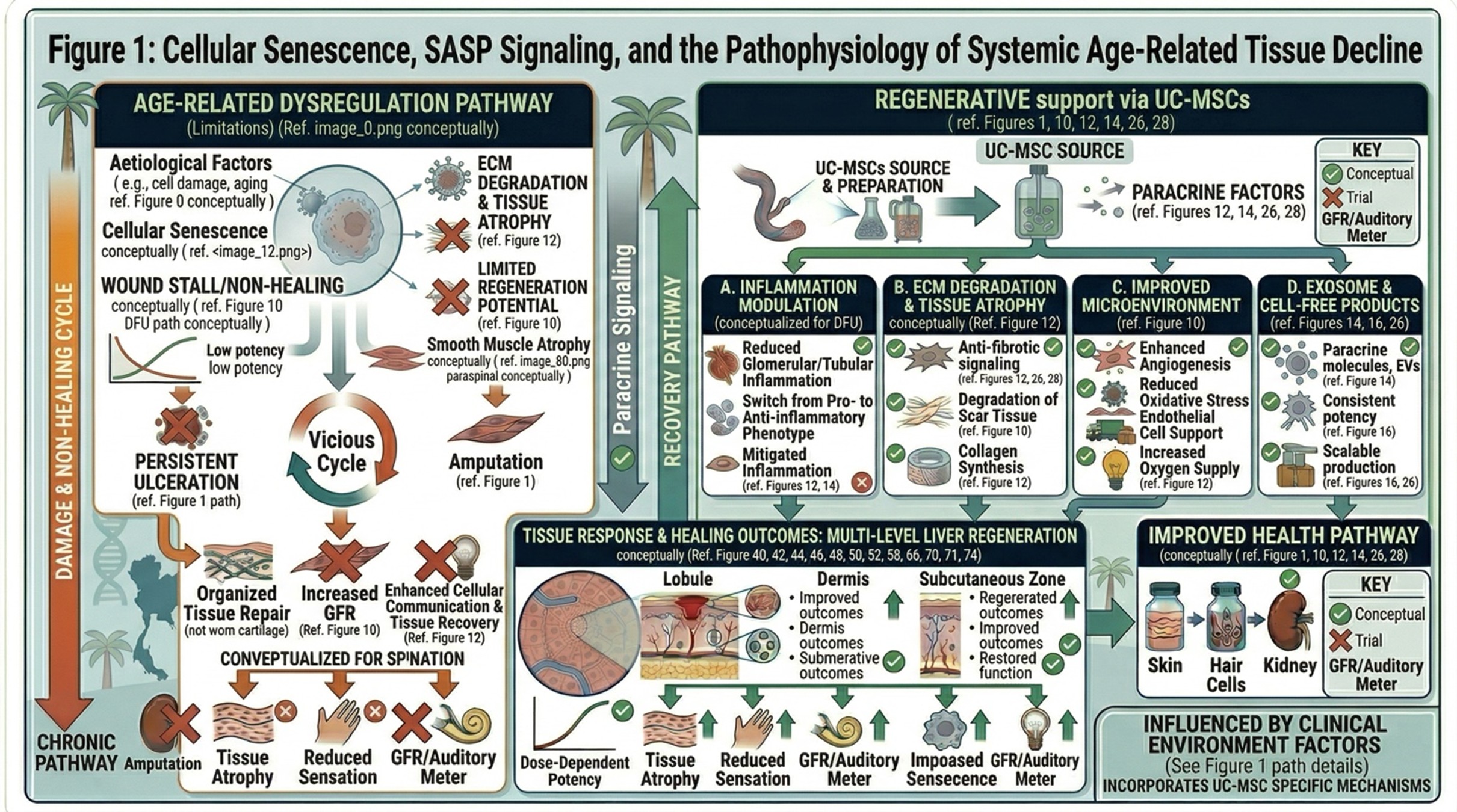 Figure 1: Pathophysiology of Osteoarthritis and the Rationale for Regenerative Orthopedic Intervention
