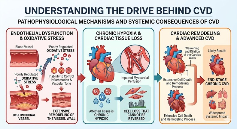 Figure 1: Pathophysiological Mechanisms and Systemic Consequences
