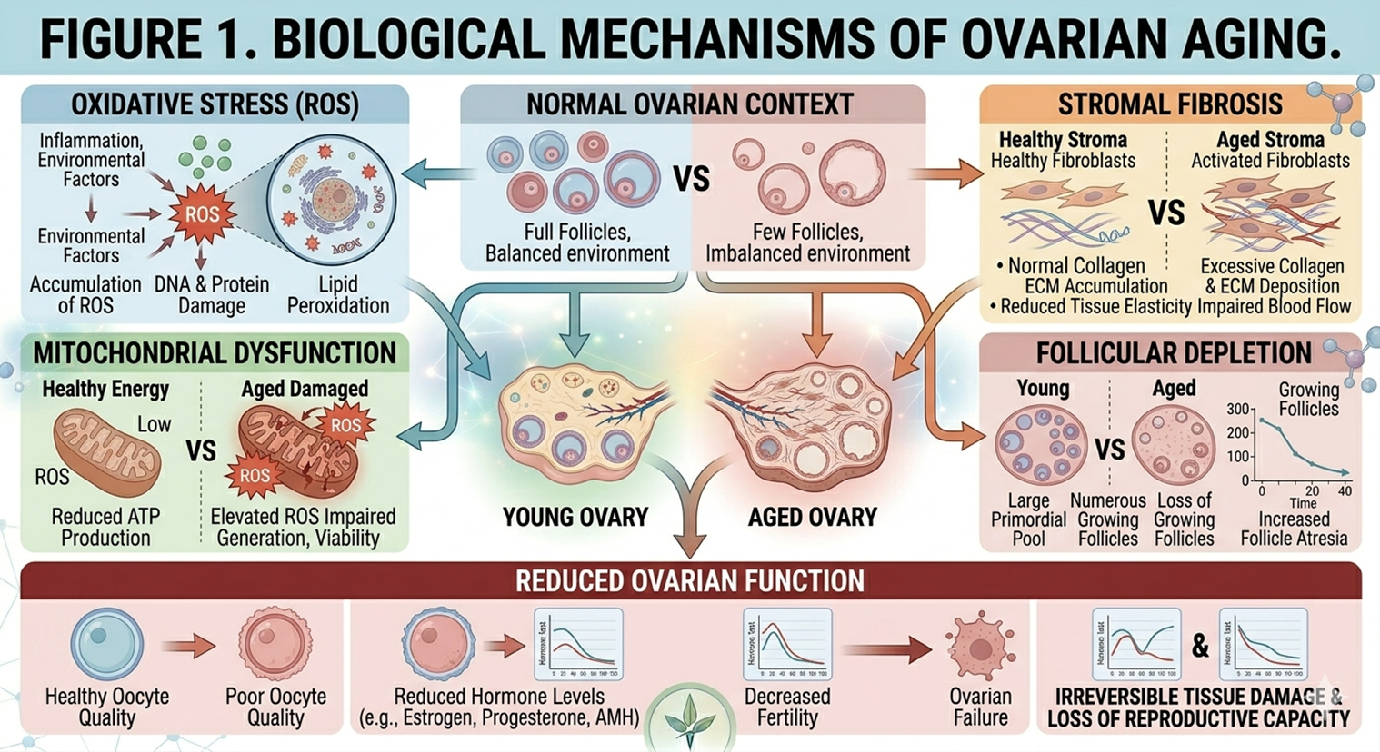 Figure 1: Biological processes related to ovarian aging which include follicle depletion, oxidative stress, mitochondrial dysfunction, and stromal fibrosis which in turn cause reduced ovarian function.