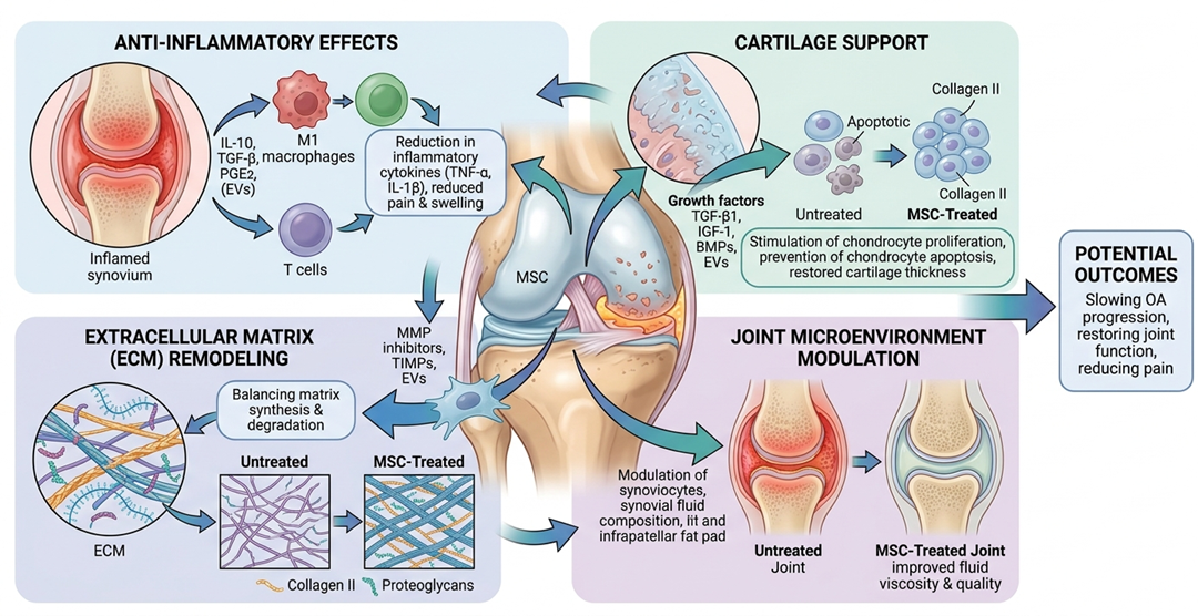 Figure 1: Outlined is what we put forth for mesenchymal stem cell (MSC) therapy in knee OA which includes anti inflammatory actions, cartilage support, extracellular matrix repair, and joint microenvironment modification.