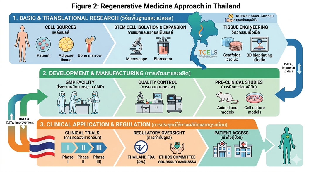 Figure 2: Regenerative Medicine Approach in Thailand