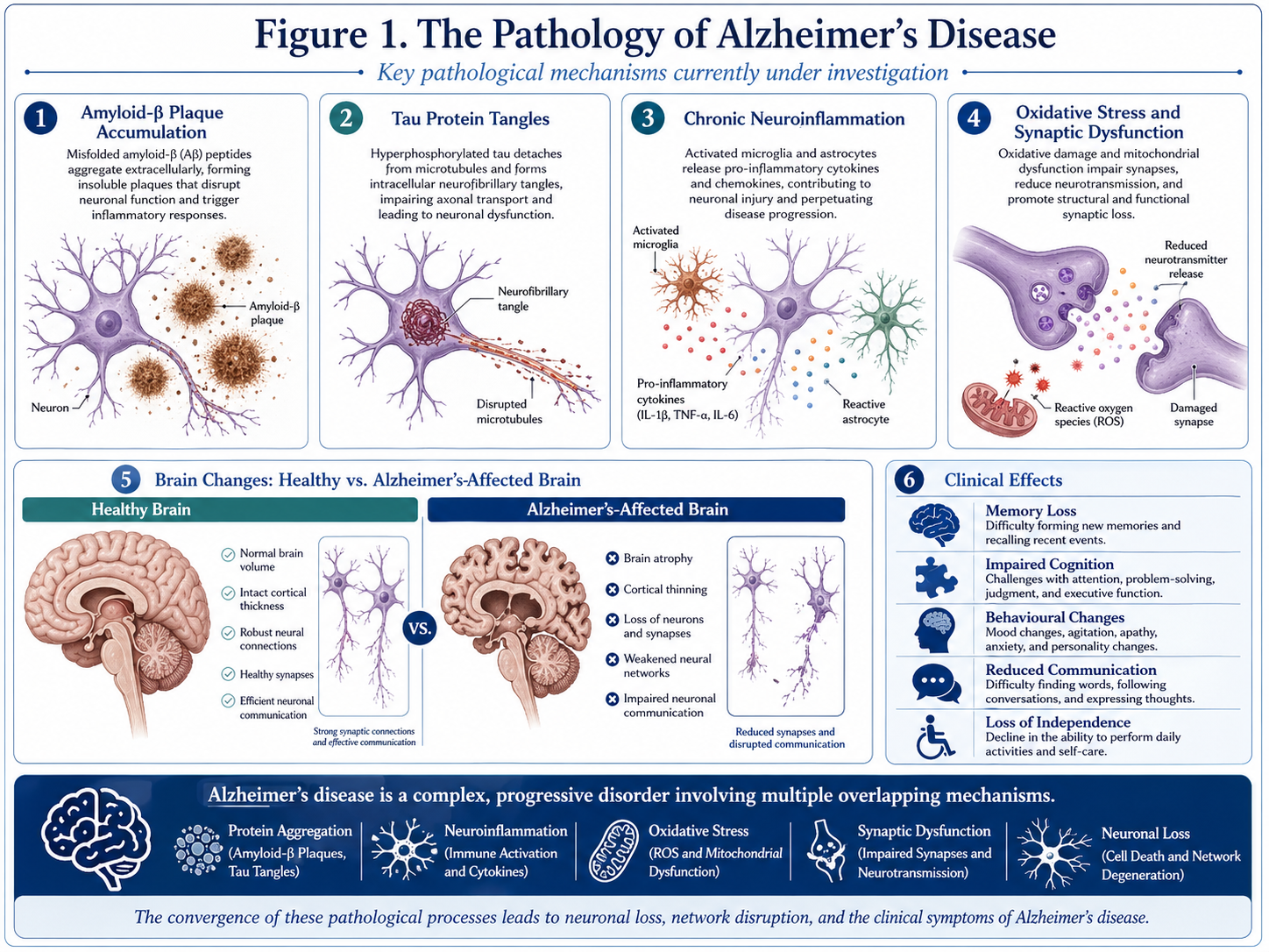 Figure 1: The Pathology of Alzheimer’s Disease