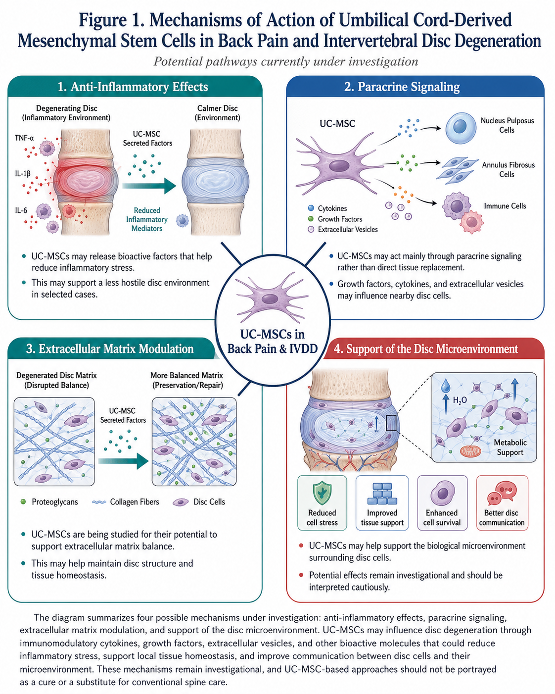 Figure 1: Mechanisms of action of umbilical cord-derived mesenchymal stem cells in back pain and intervertebral disc degeneration.