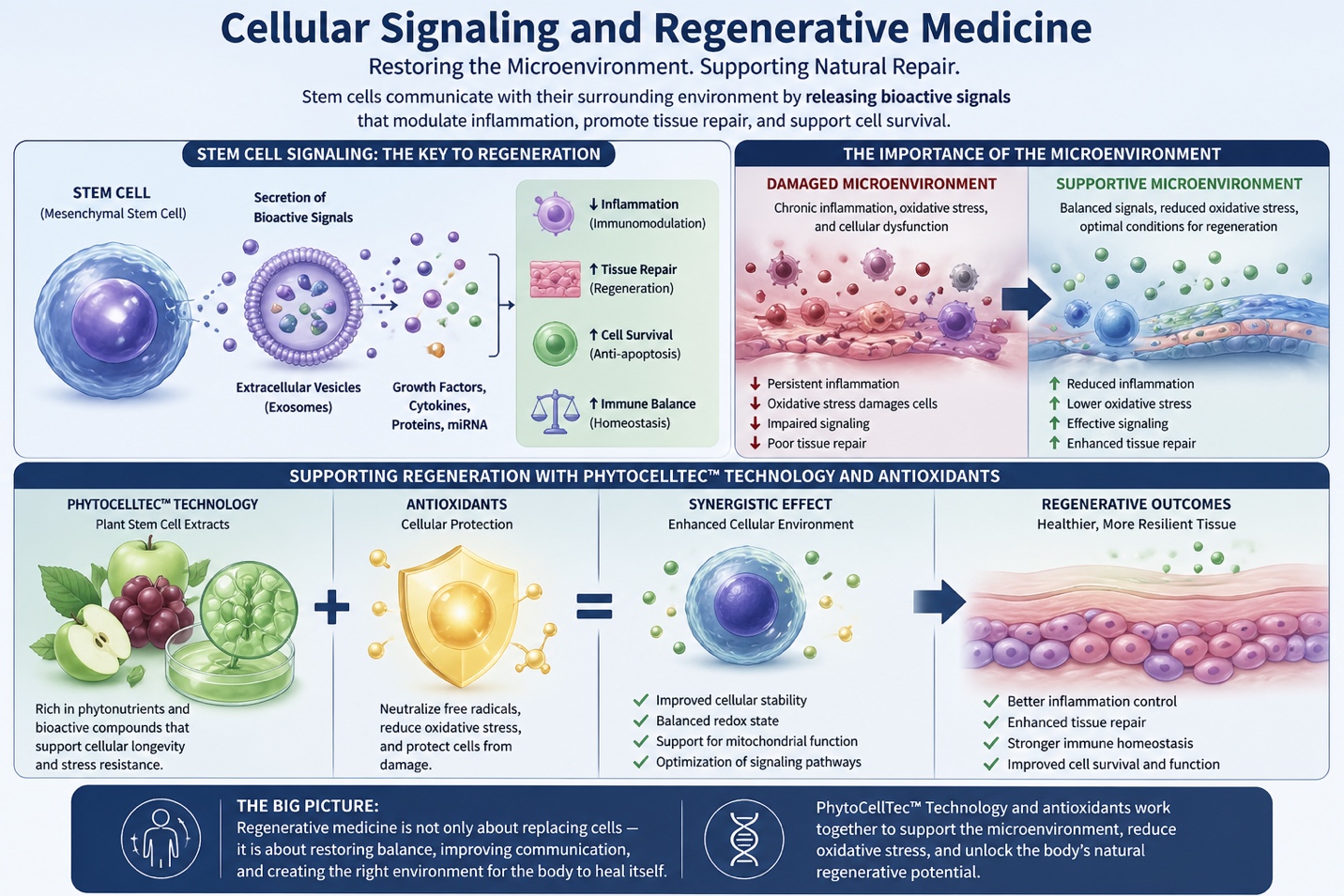 Figure A: This visual reflects how cellular signaling, antioxidant protection, and advanced biological technologies work together to support a more balanced and resilient microenvironment.