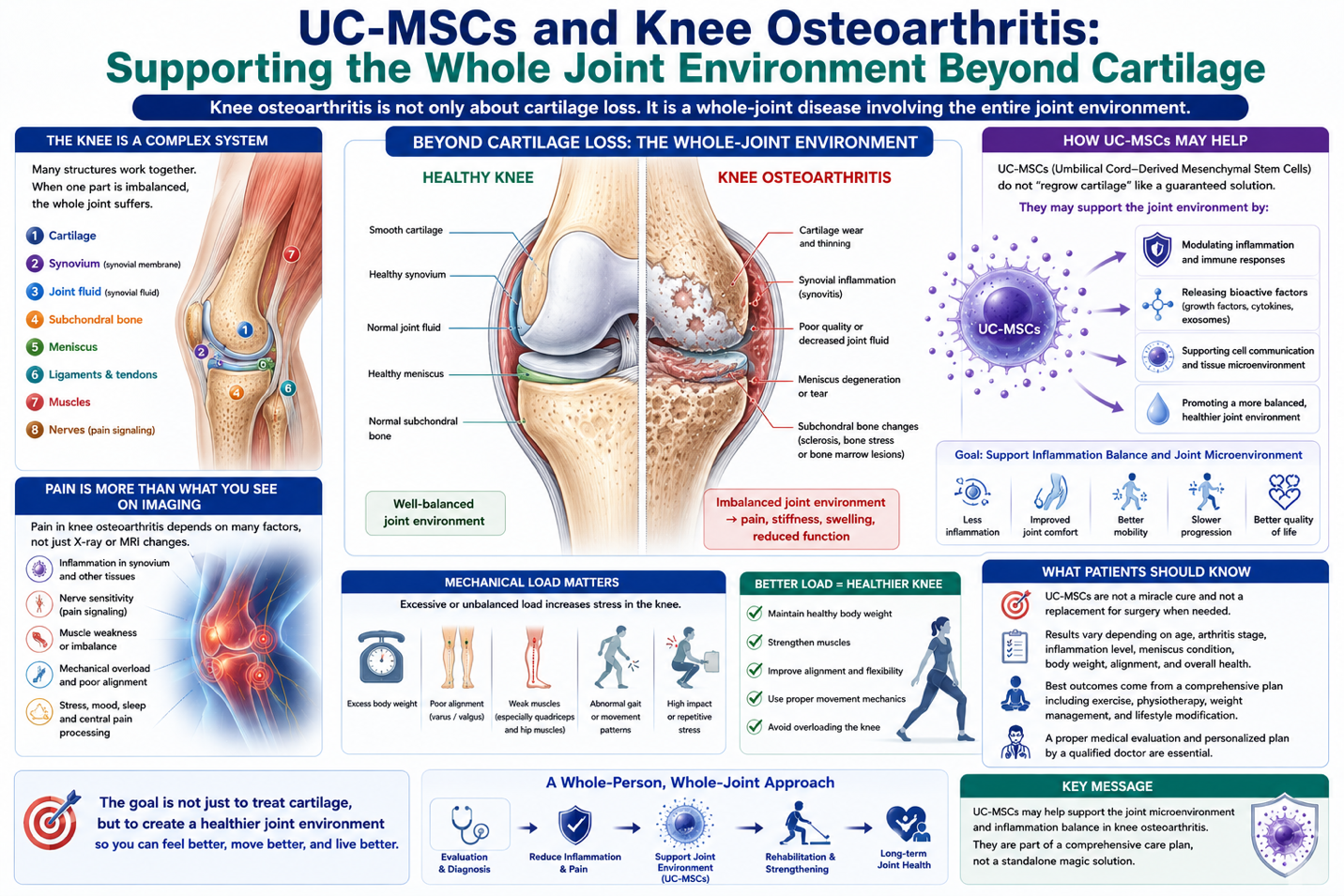 Figure 1: Whole-Joint Microenvironment Support in Knee Osteoarthritis Through UC-MSC Signaling