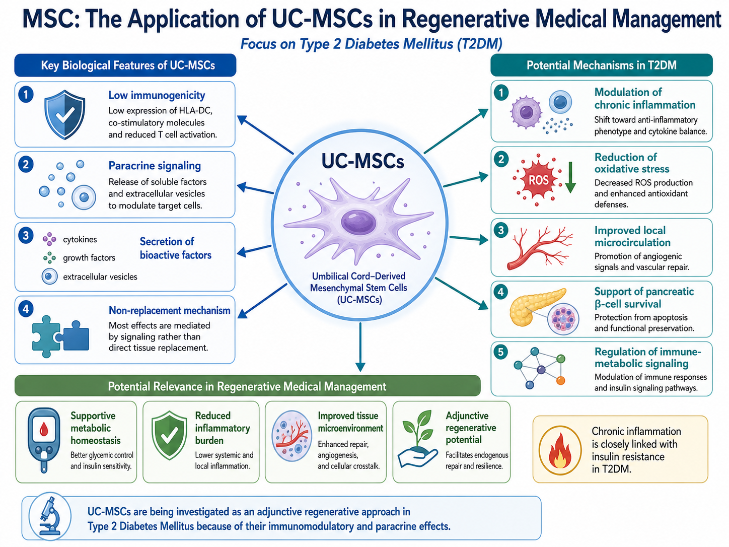 Figure A: Potential mechanisms of UC-MSCs in Type 2 Diabetes Mellitus. UC-MSCs may support regenerative medical management through paracrine signaling, inflammatory modulation, oxidative stress reduction, β-cell protection, and immune-metabolic regulation