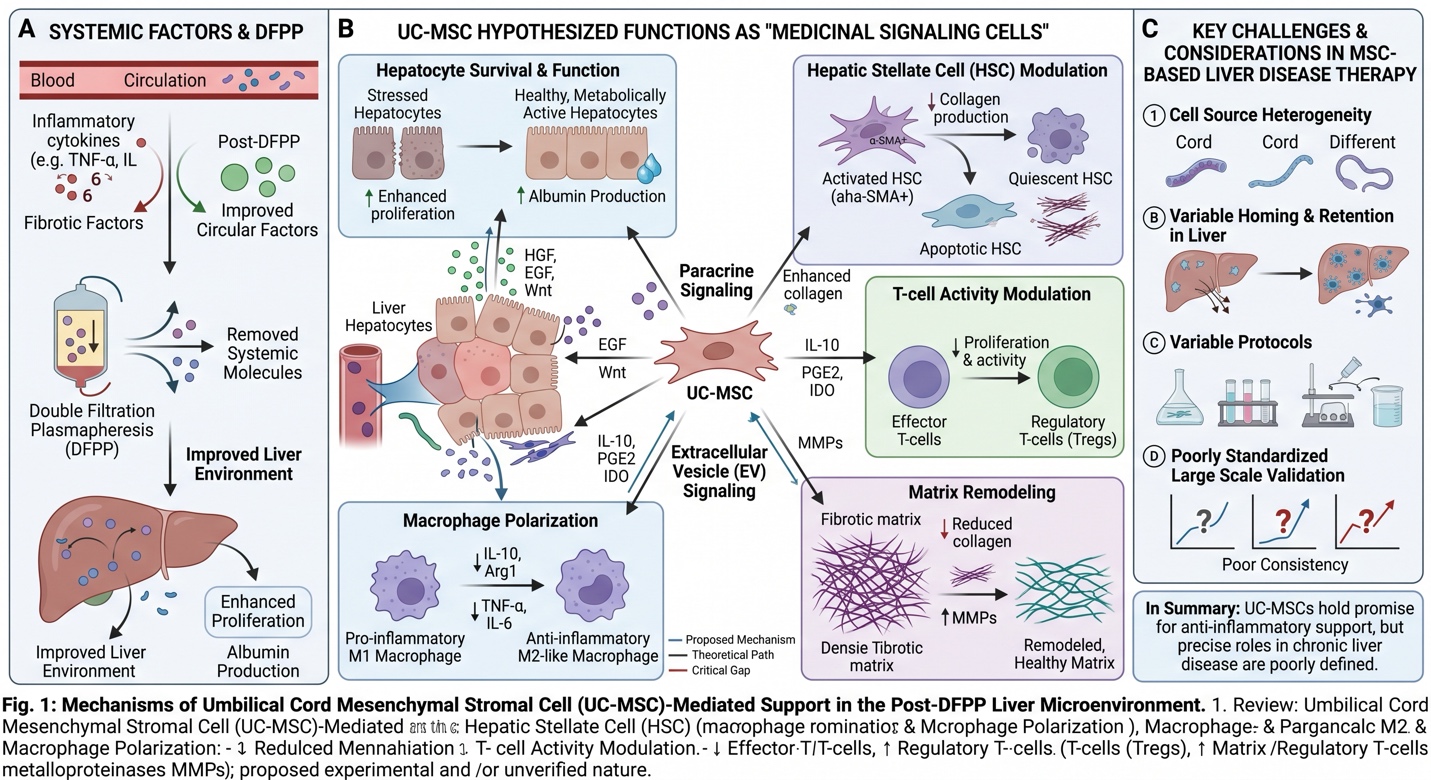 Figure A: Proposed Mechanisms of UC-MSCs as Medicinal Signaling Cells in the Post-DFPP Liver Microenvironment and Current Translational Challenges