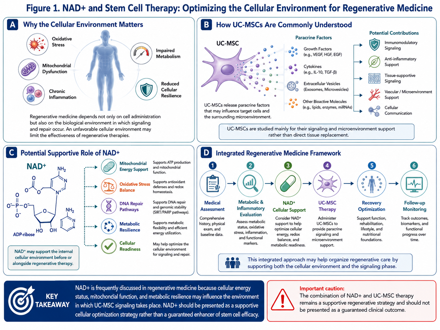 Figure A: NAD+ and Stem Cell Therapy: Optimizing the Cellular Environment for Regenerative Medicine