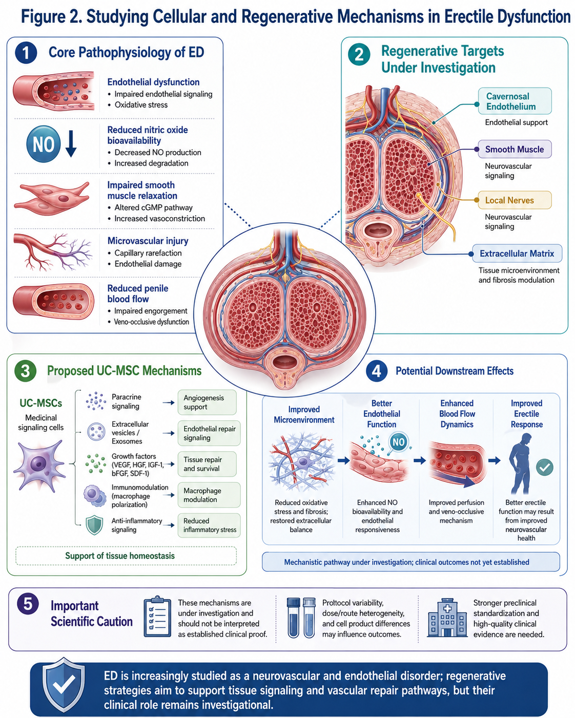 Figure 2: Studying cellular and regenerative mechanisms in erectile dysfunction