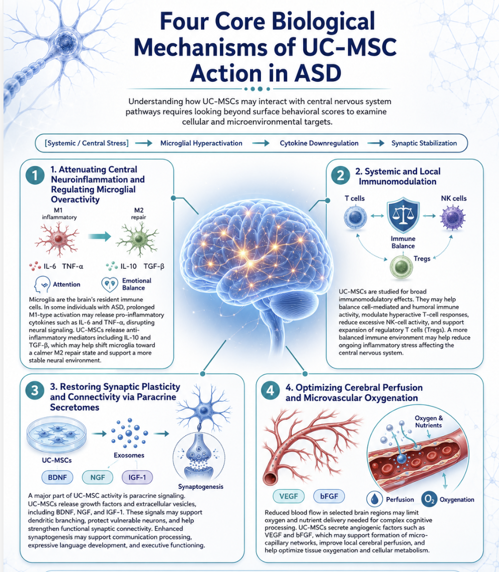 Figure 1: Four Core Biological Mechanisms of UC-MSC Action in Autism Spectrum Disorder (ASD)