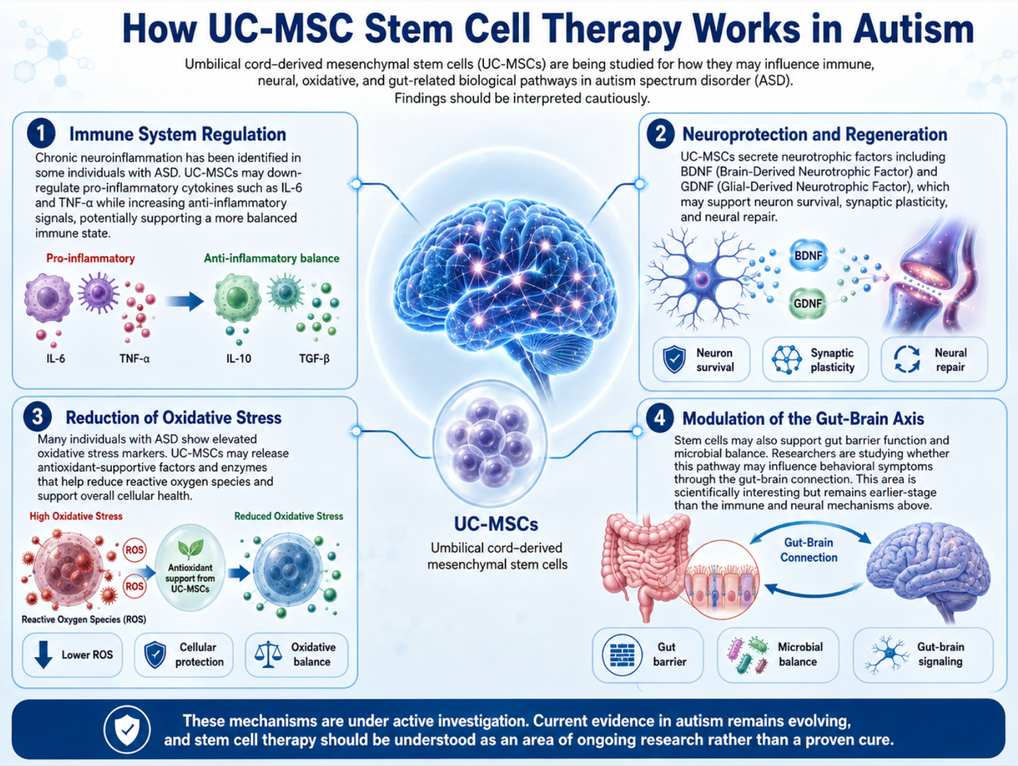Figure 1: Potential Effects of UC-MSCs on Immune Regulation, Neuroprotection, Oxidative Stress, and the Gut–Brain Axis in ASD