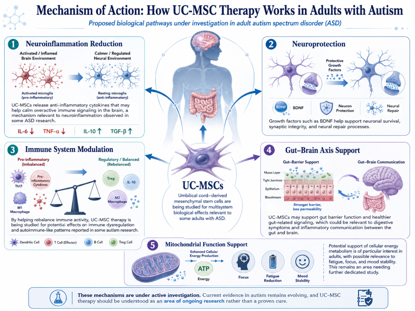 Figure 1: Proposed Mechanisms of UC-MSC Therapy in Adults with Autism Spectrum Disorder