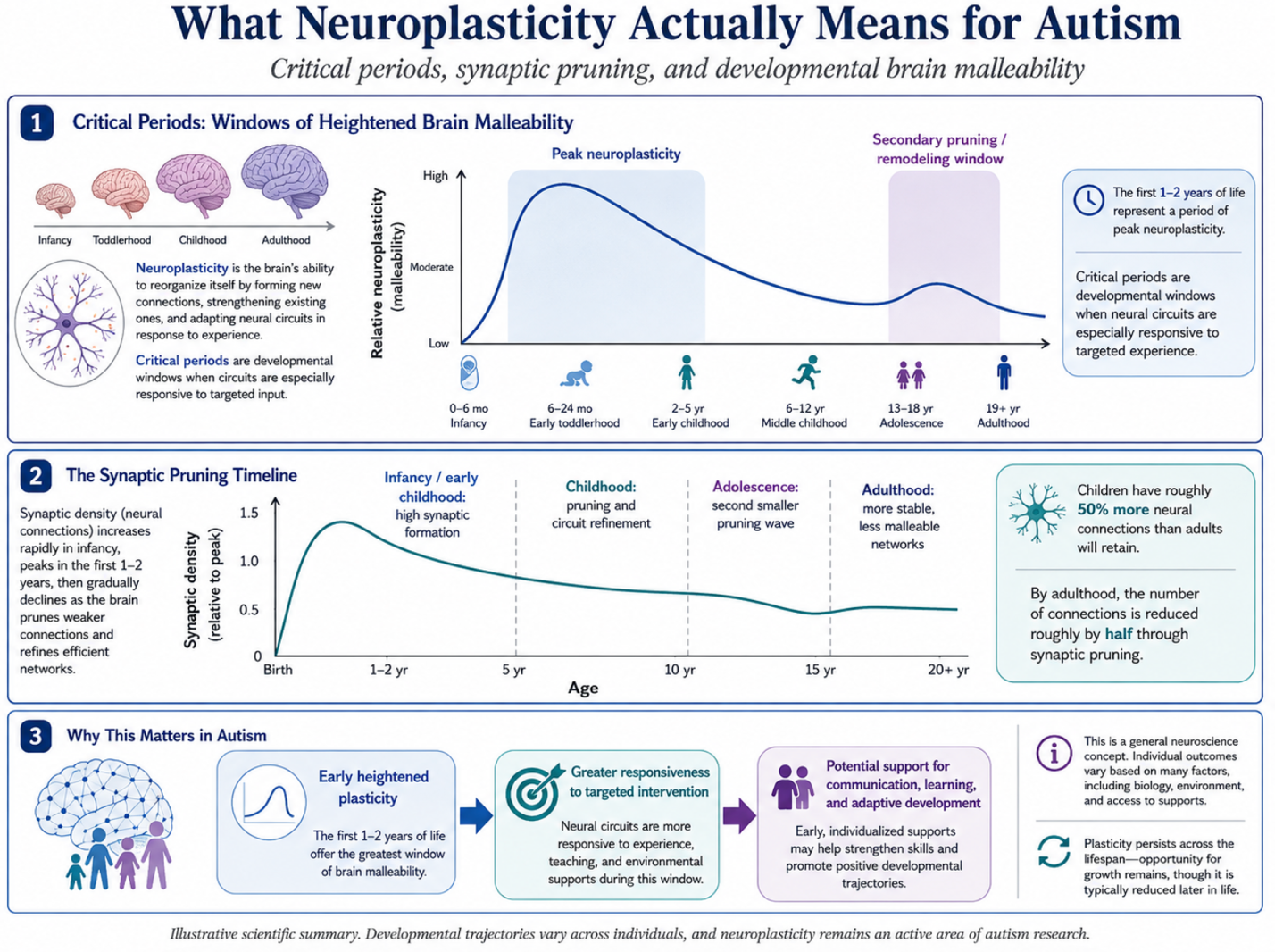 Figure 1: Neuroplasticity, Critical Periods, and Synaptic Pruning Across Development in Autism