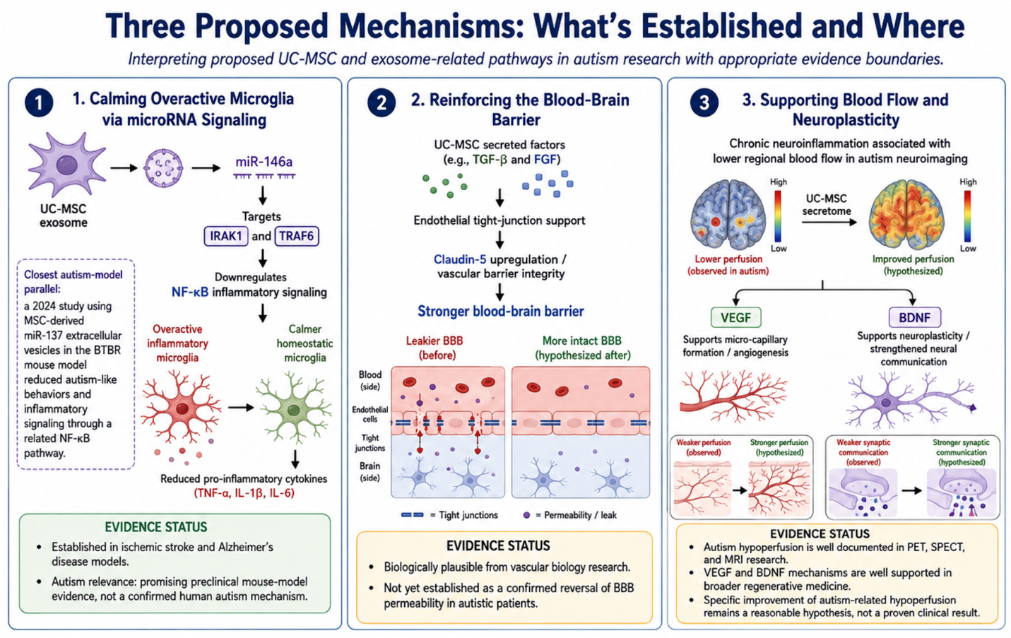 Figure 1: Three Proposed UC-MSC and Exosome-Related Mechanisms in Autism: Evidence Status and Biological Rationale