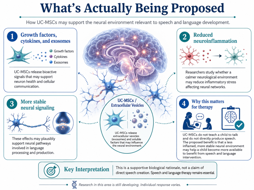 Figure 1: Proposed UC-MSC–Mediated Neuroinflammatory and Paracrine Support for Neural Networks Involved in Speech and Language Processing