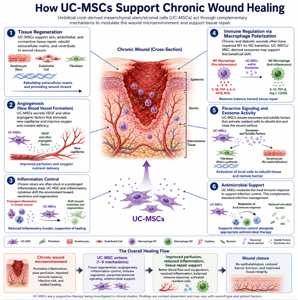 Figure 1: Proposed UC-MSC–Mediated Mechanisms in Chronic Wound Repair, Angiogenesis, Immune Regulation, and Tissue Regeneration