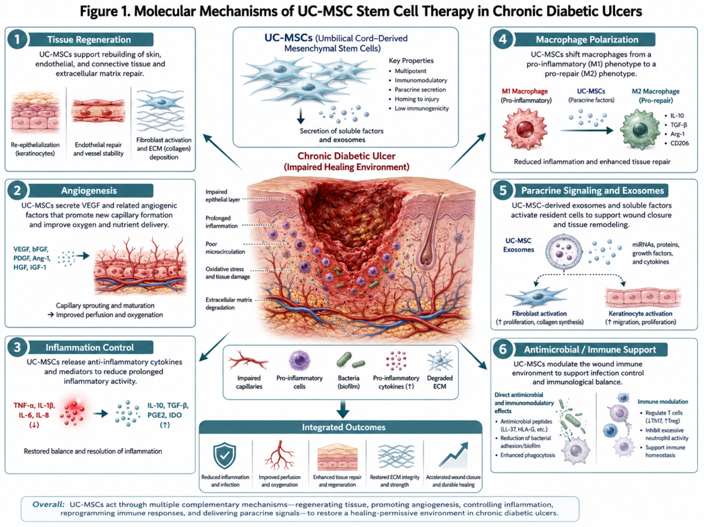 Figure 1: The generated infographic, titled “Molecular Mechanisms of UC-MSC Stem Cell Therapy in Chronic Diabetic Ulcers,” illustrates how umbilical cord-derived mesenchymal stem cells (UC-MSCs) facilitate the healing of chronic diabetic wounds through various biological pathways.