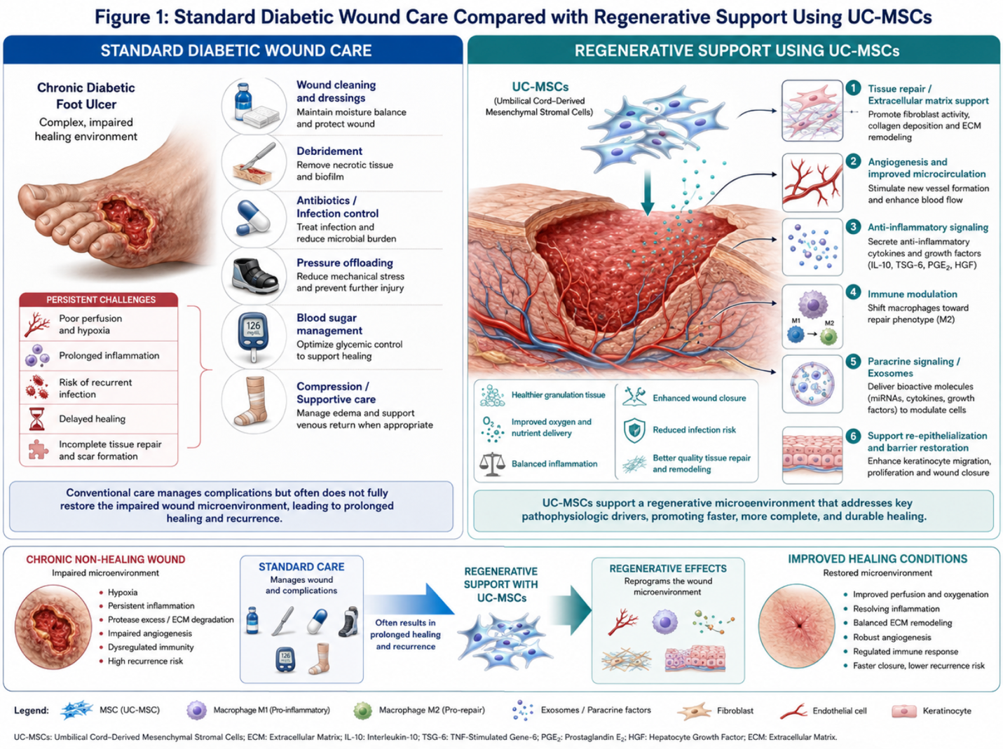 Figure 1: Standard diabetic wound care compared with regenerative support using UC-MSCs compared with regenerative support using UC-MSCs