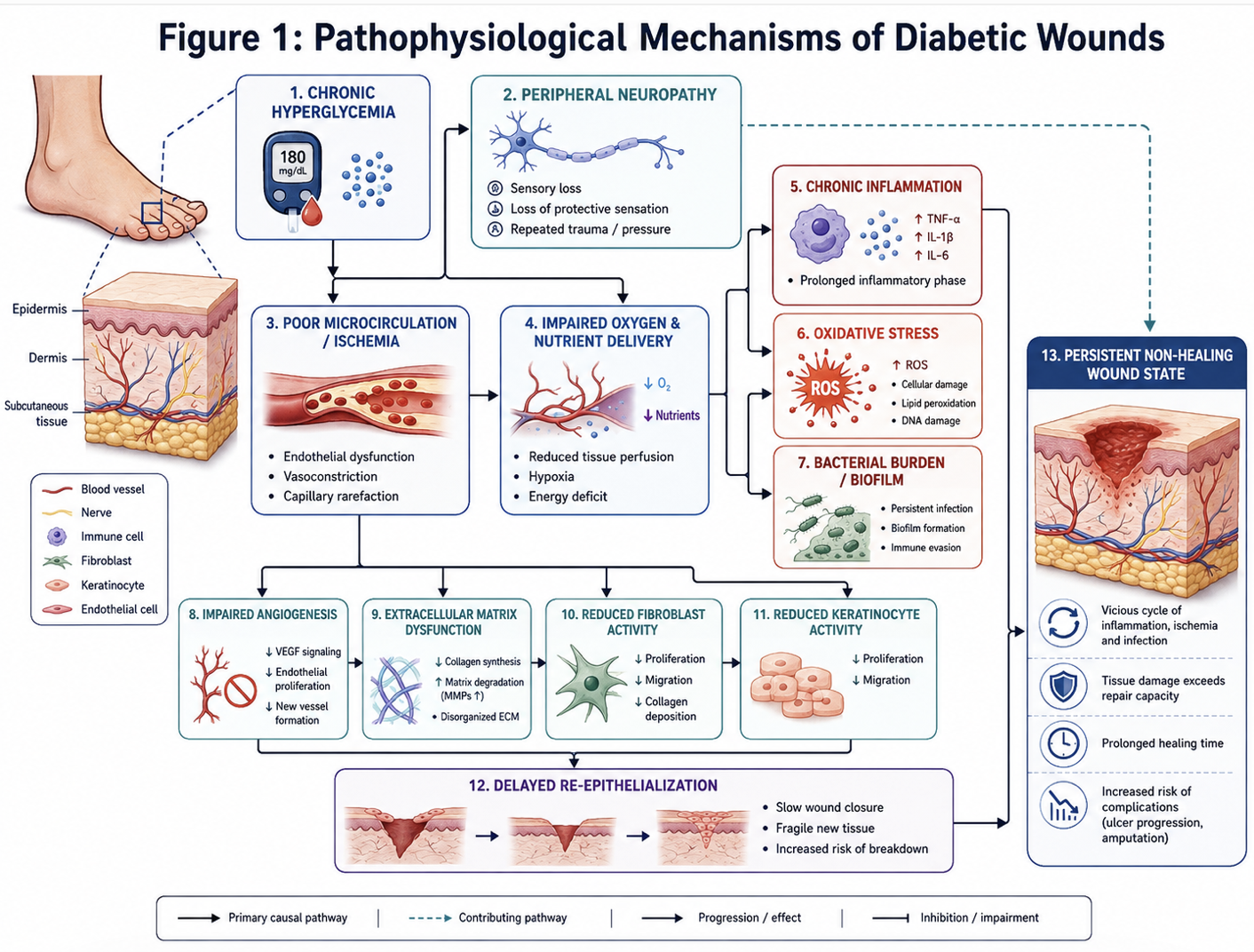 Figure 1: Pathophysiological Mechanisms of Diabetic Wounds