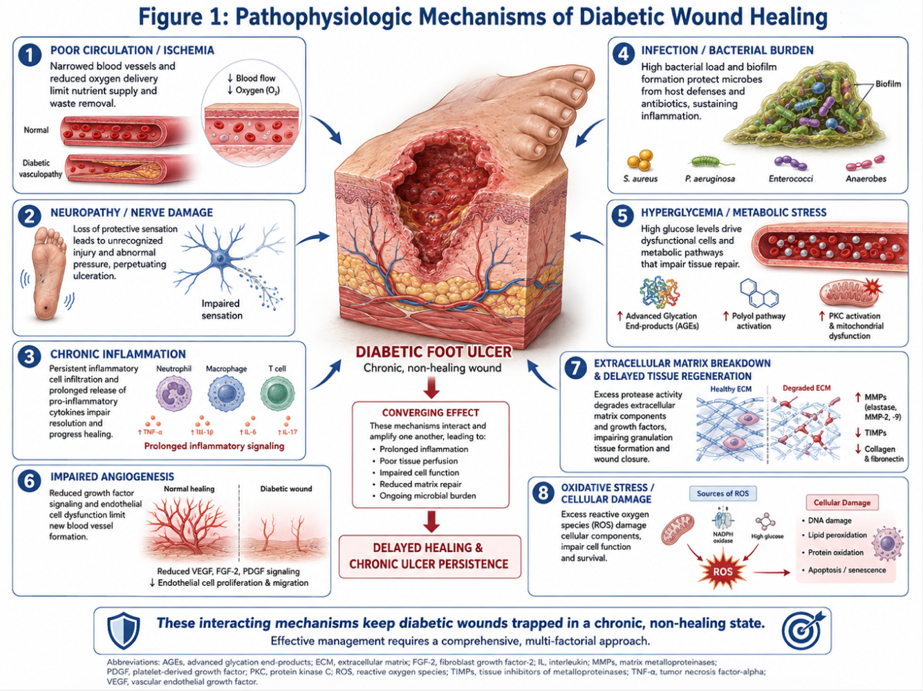 Figure 1: Comparison of Conventional Chronic Wound Progression vs. Integrated DFPP & UC-MSC Therapy, illustrating the removal of bacterial endotoxins and inflammatory cytokines followed by enhanced neovascularization and dermal tissue regeneration