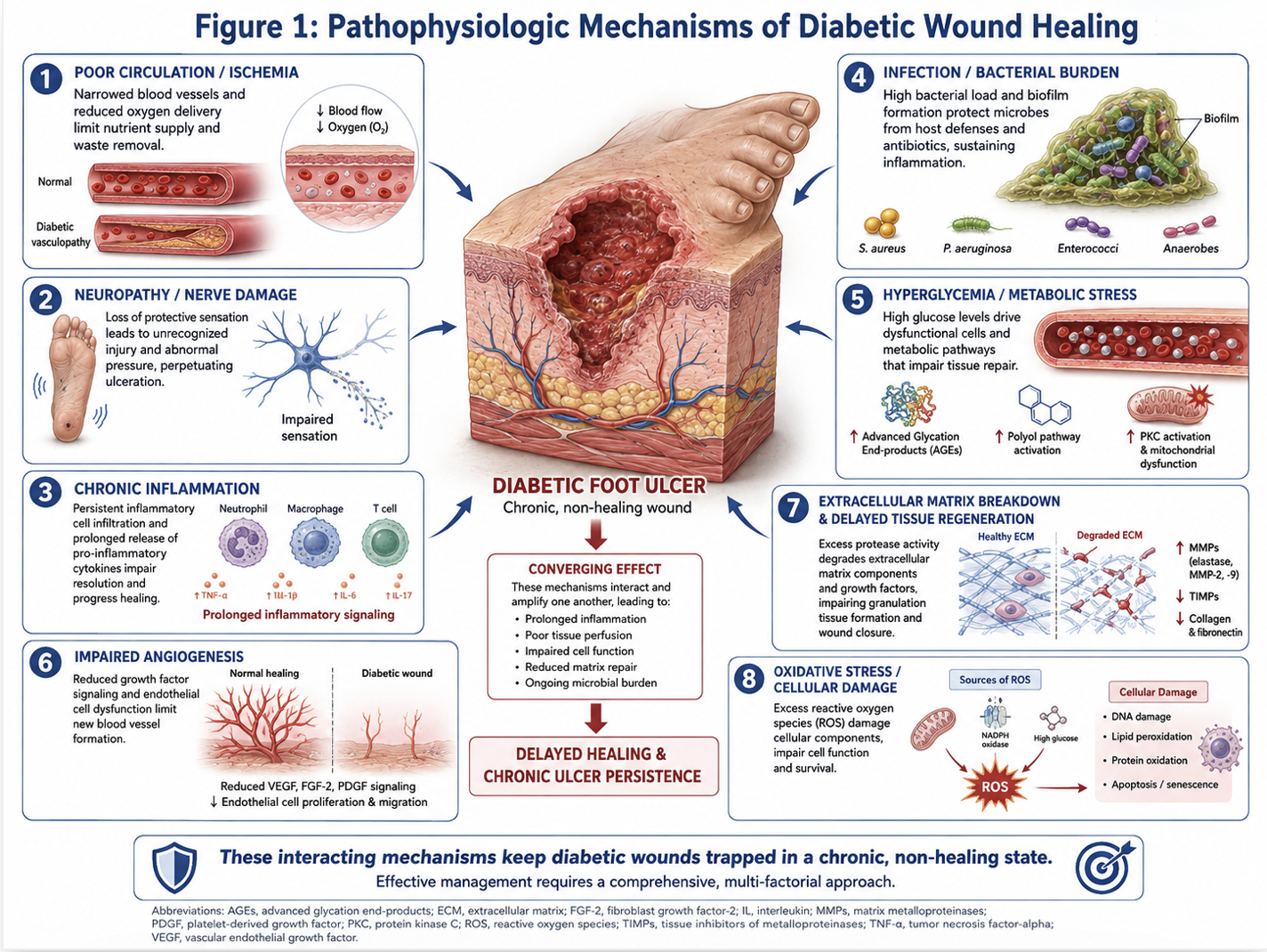 Figure 1: Pathophysiologic Mechanisms of diabetic wound healing