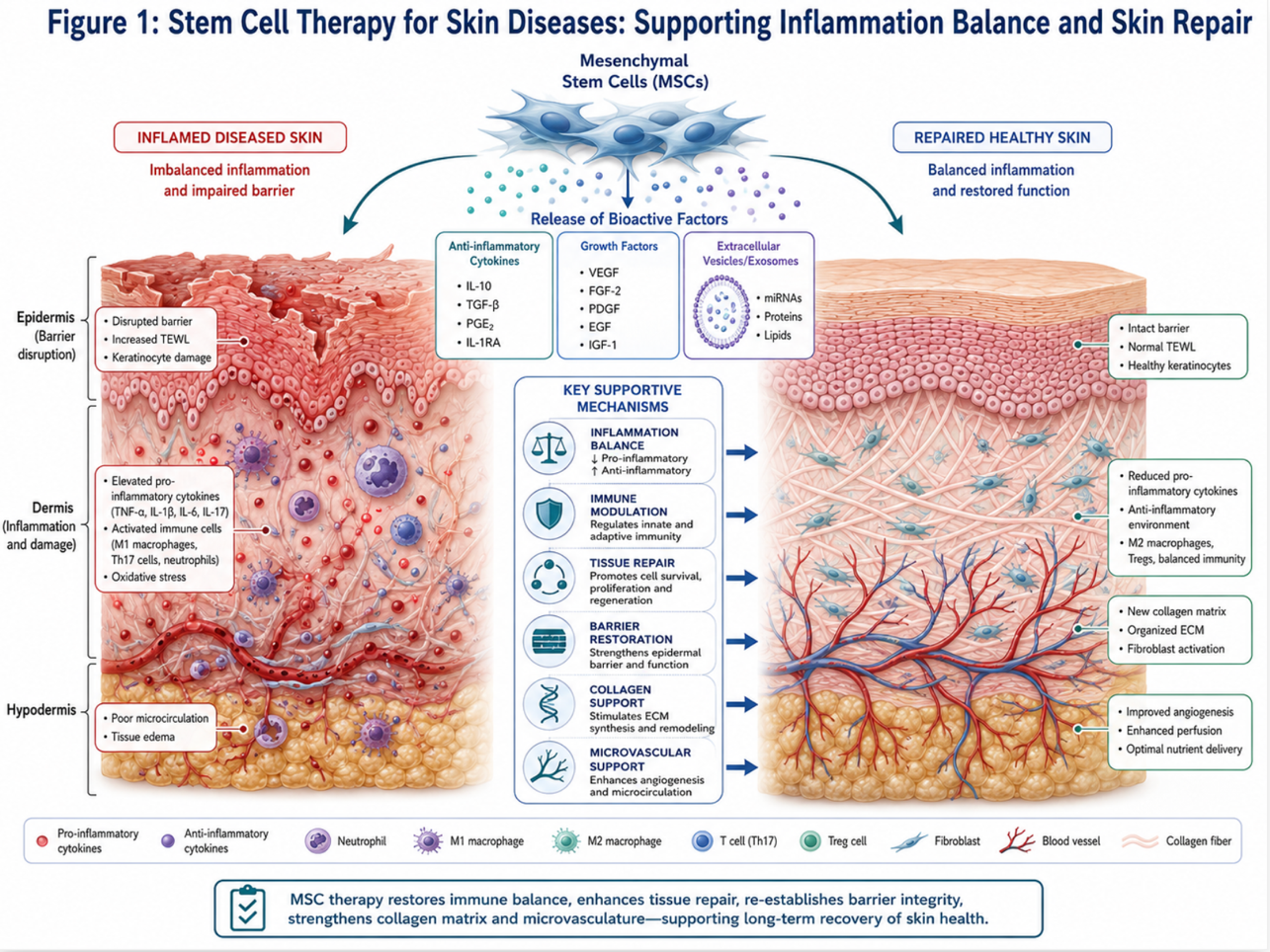 Figure 1: Stem Cell Therapy for Skin Diseases: Supporting Inflammation Balance and Skin Repair