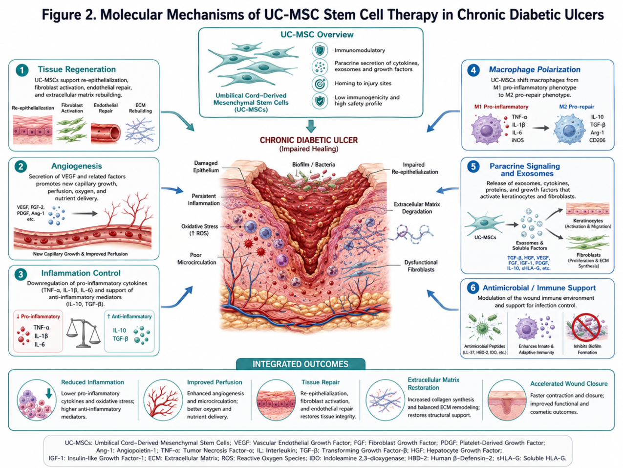 Figure 2: Molecular Mechanisms of UC-MSC Stem Cell Therapy in Chronic Diabetic Ulcers