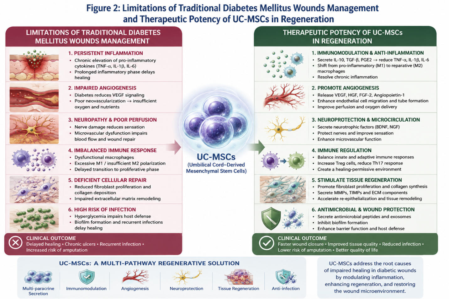 Figure 2: Limitations of Traditional Diabetes Mellitus Wounds Management and Therapeutic Potency of UC-MSCs in Regeneration