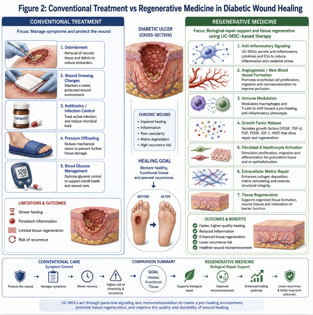 Figure 2: The Comparisons of Conventional Treatment and Regenerative Medicine in Diabetic Wound Healing