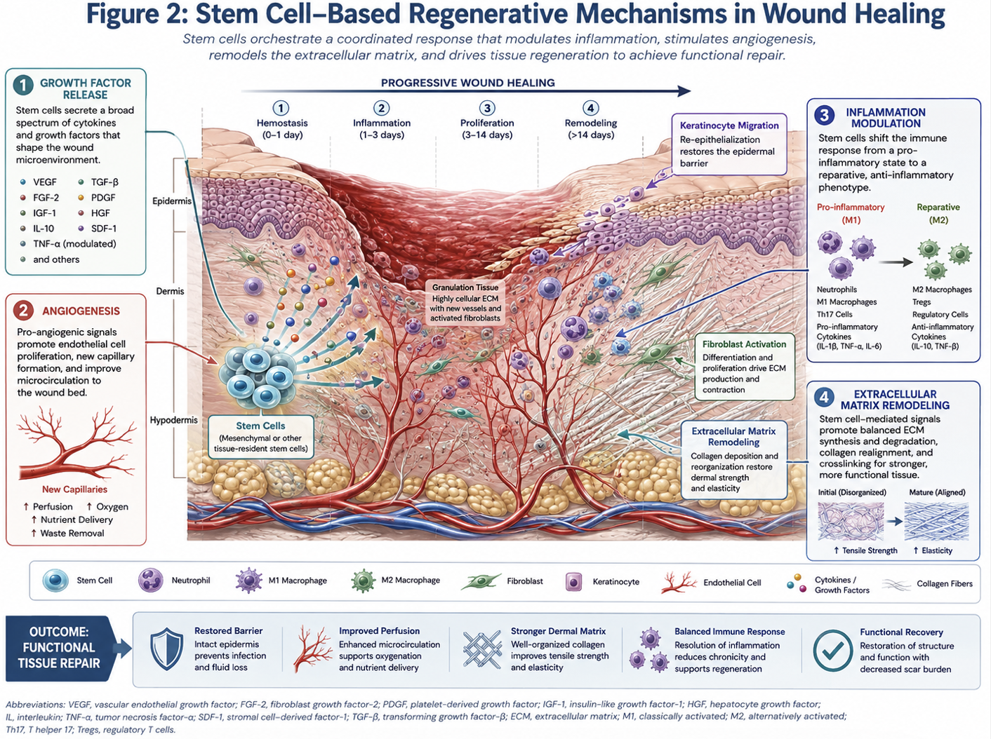 Figure 2: Stem Cell–Based Regenerative Mechanisms in Wound HealingConceptual illustration of stem cell–mediated wound healing, including growth factor release, angiogenesis, inflammation modulation, and extracellular matrix remodeling.