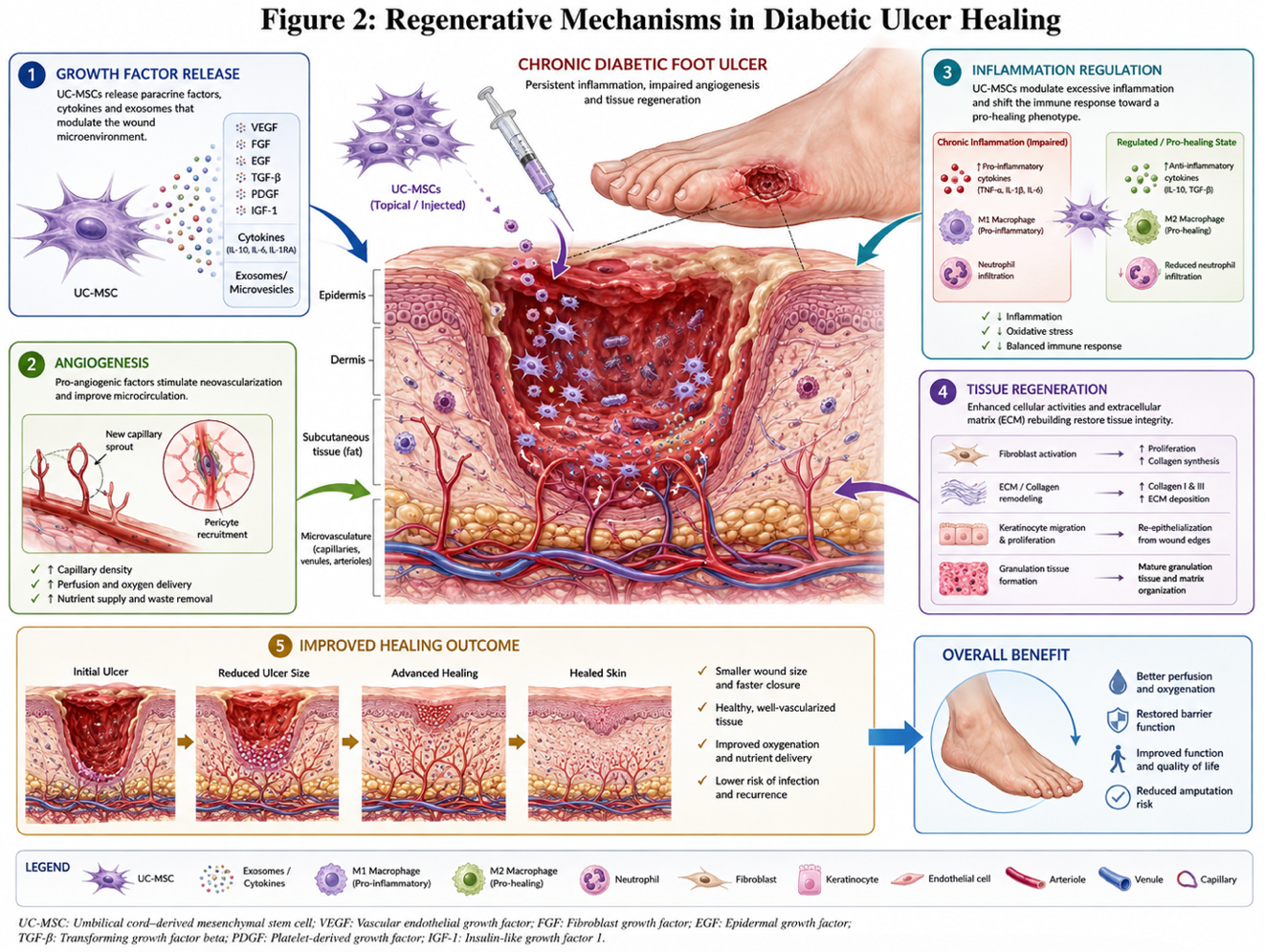 Figure 2: Regenerative Mechanisms in Diabetic Ulcer Healing Conceptual illustration of stem cell–mediated wound healing, including growth factor release, angiogenesis, inflammation regulation, and tissue regeneration.